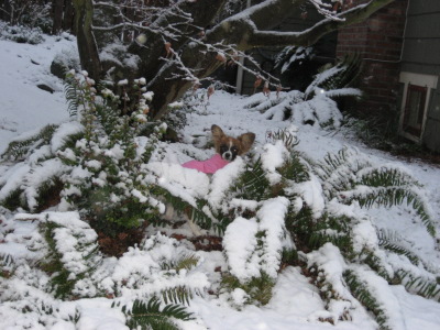 Buffy playing in her first snow December 2007